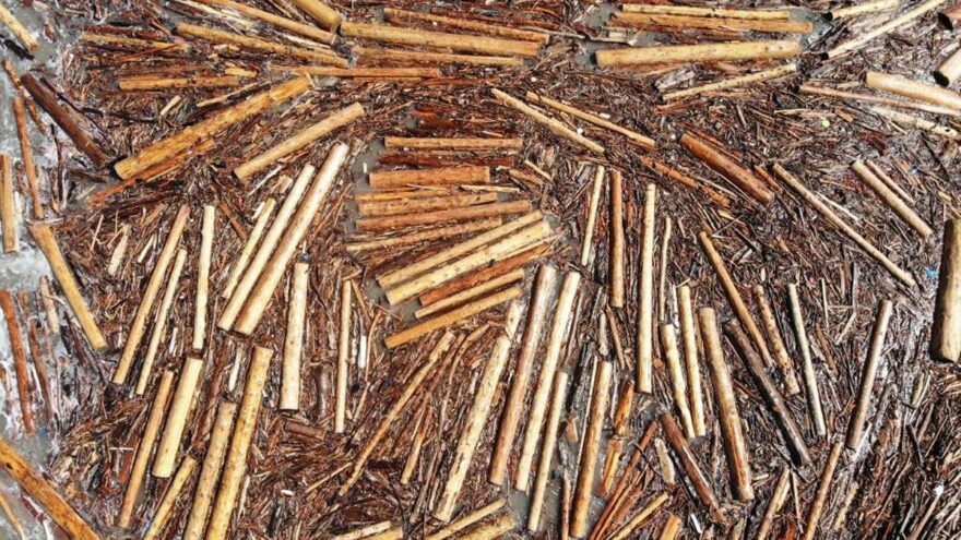 Karadeniz’de tomruk adaları oluştu
