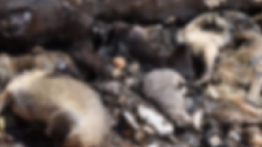 Toplu hayvan mezarı için yetkili isimden açıklama geldi
