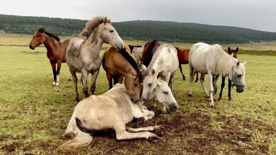 Ayağı kırılan yılkı atını diğer atlar terk etmedi
