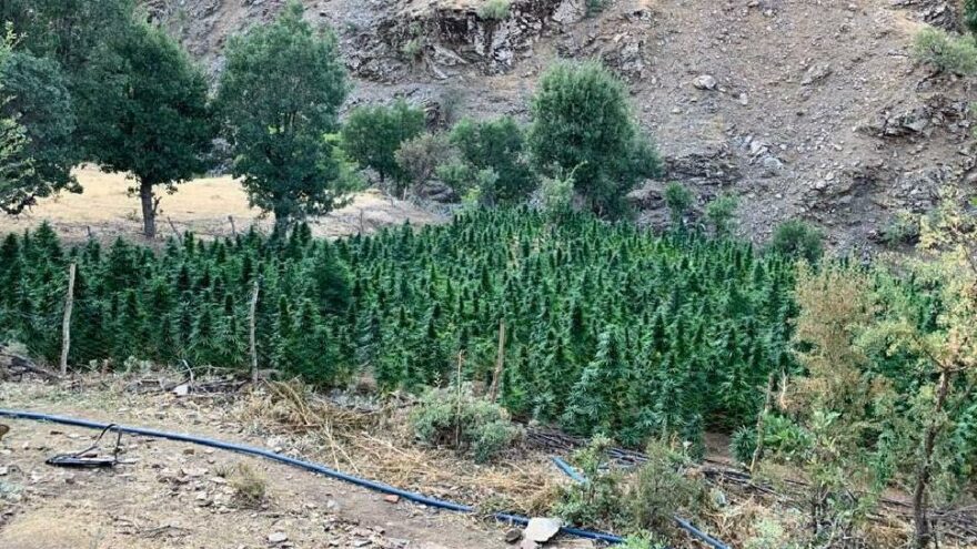 Geniş tarlalarda üretmişler: 665 kilo uyuşturucu ele geçirildi