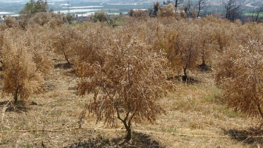 Manavgat’ta 500 bin zeytin ağacı yandı