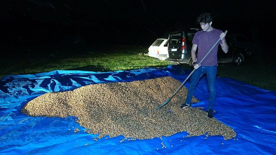 Fındık hasadı bitti, nöbet başladı 