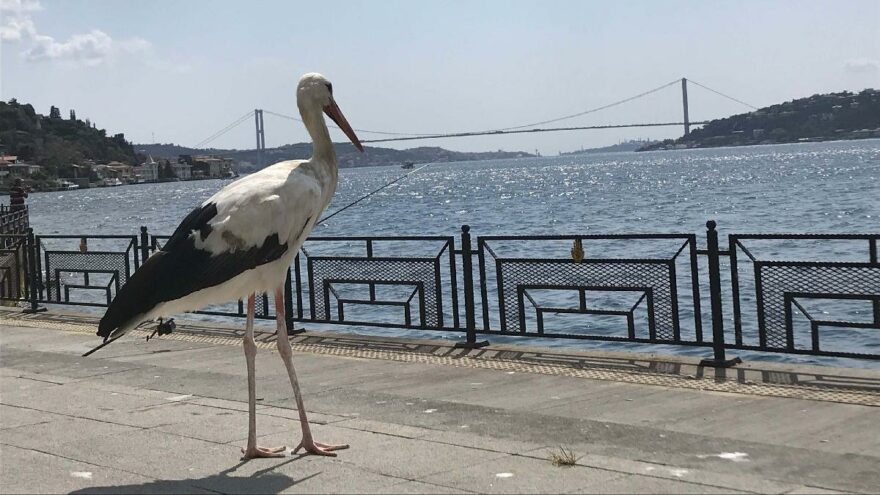 İstanbul Boğazı’nın güzel Yaren’i