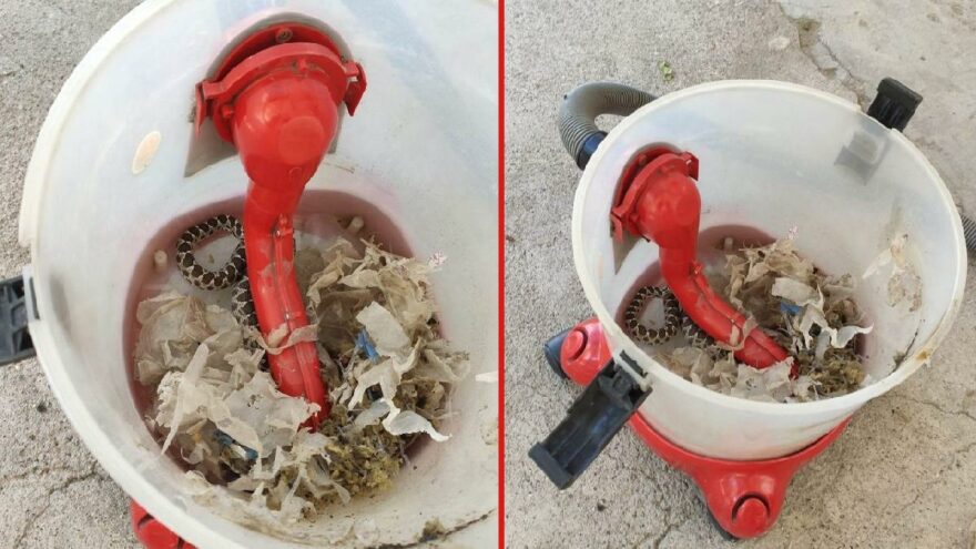 Hayatının şokunu yaşadı: Elektrikli süpürgeden yılan çıktı