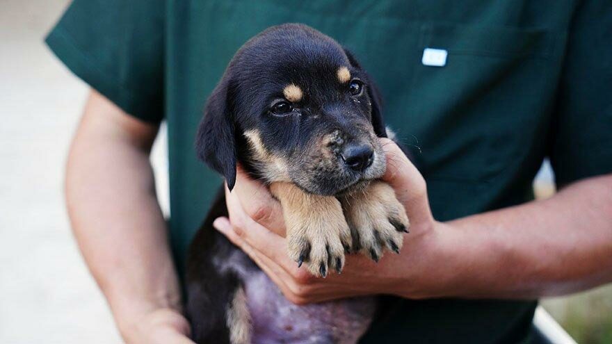 Selden kurtarılan köpeğin ismi ‘Mucize’ oldu