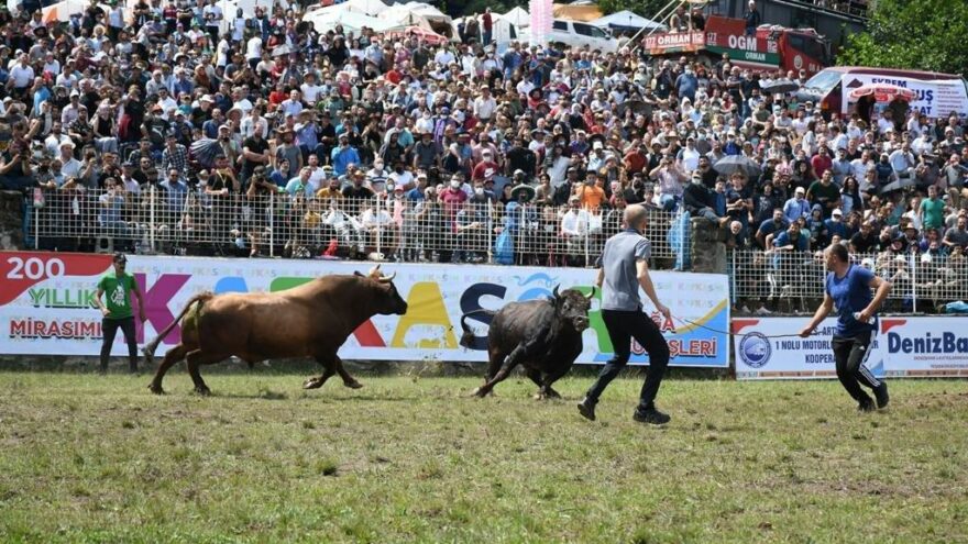 Bu da Artvin’in boğa güreşi
