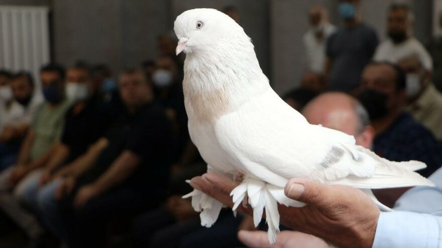Şebap Festivali’nin gözdesi 300 bin liralık Başbar oldu