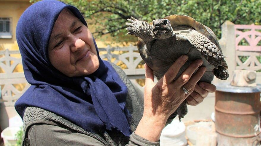 ‘Kaplumbağa terbiyecisi’ Zekiye Teyze