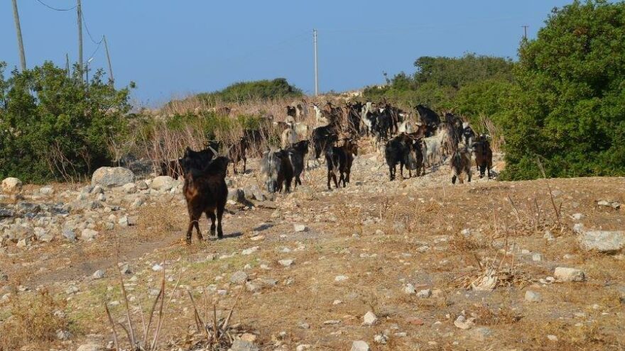 Didim’de keçilere zehirli incir tuzağı