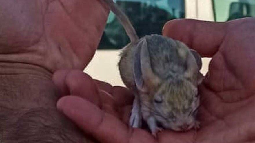 Elazığ’da Arap tavşanı bulundu: Türü tehlike altında