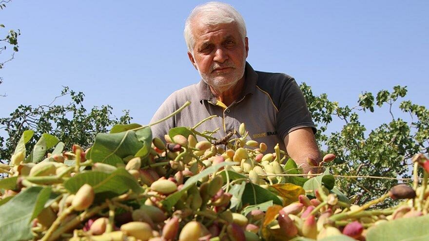 Yetişmez denileni hobi olarak üretti… Şimdi yurt dışına ihraç ediyor