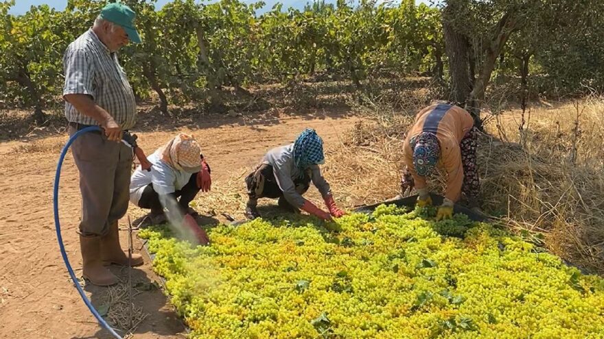Üzüm fiyatı açıklanmadı, üretici tüccarın eline kaldı