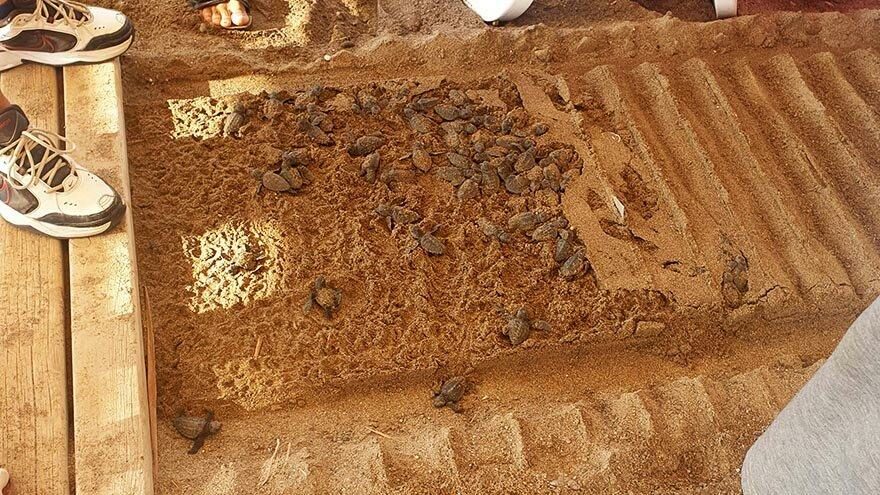 Caretta sahilinde ‘5 yıldızlı’ katliam!