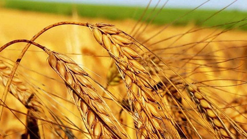 Arpa için çiftçiye 1.750 yabancıya 2.400 lira