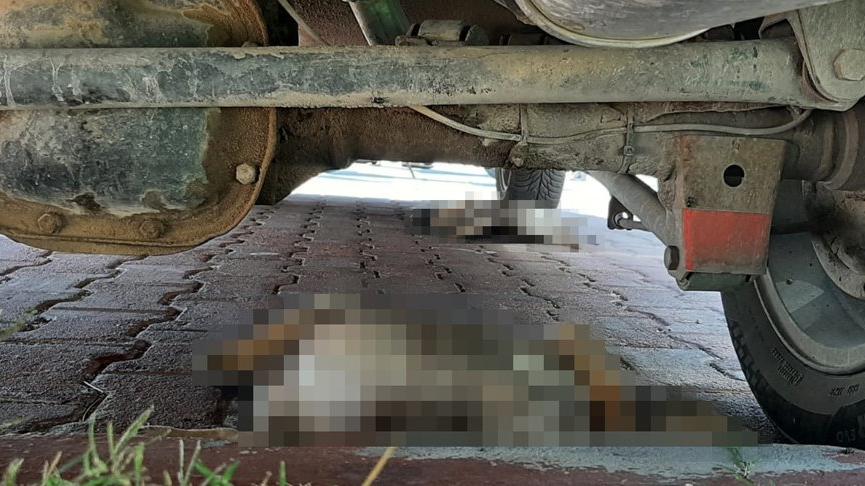 5 yavru köpek otoparkta ölü bulundu, hayvanseverler isyan etti
