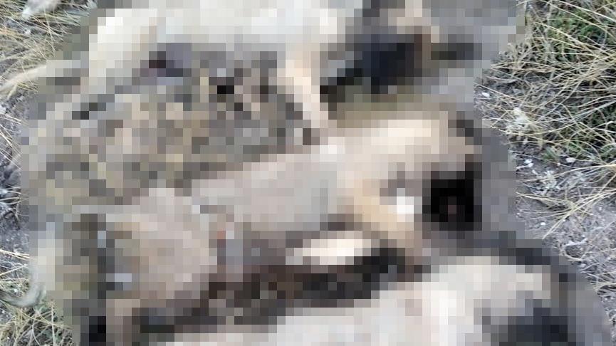 Ankara’da 5 köpek ölü bulundu