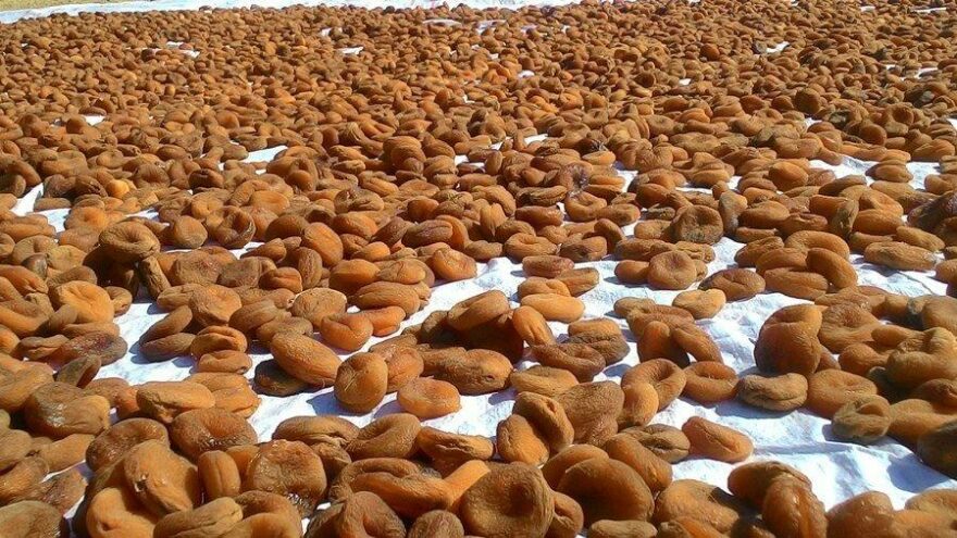 Kuru kayısıdan yüzde 55 daha fazla döviz