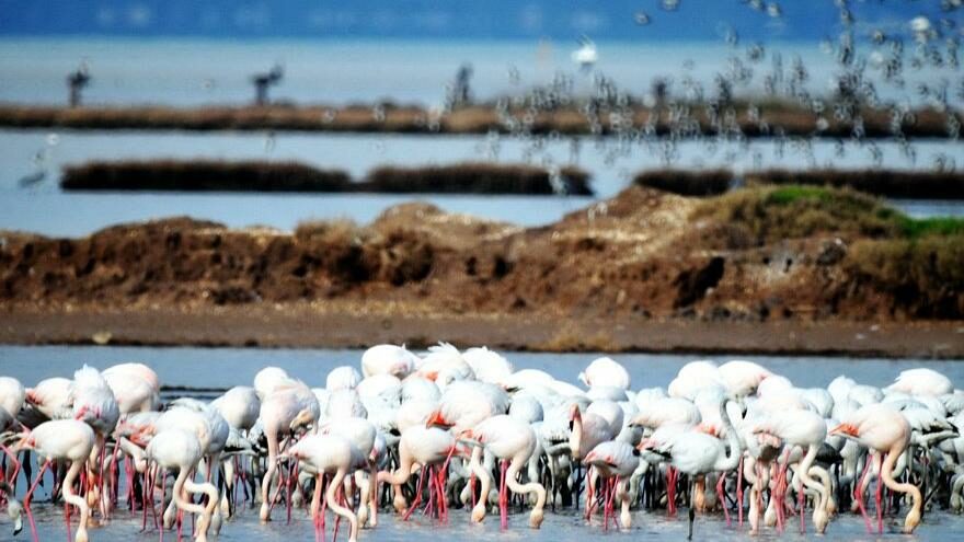 Flamingo cennetini çöl haline getirir