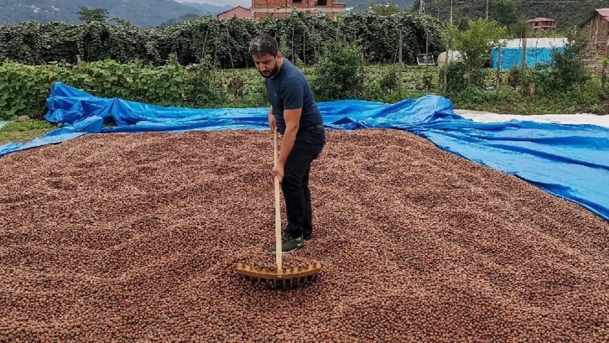 Fındık üreticilerine satış uyarısı