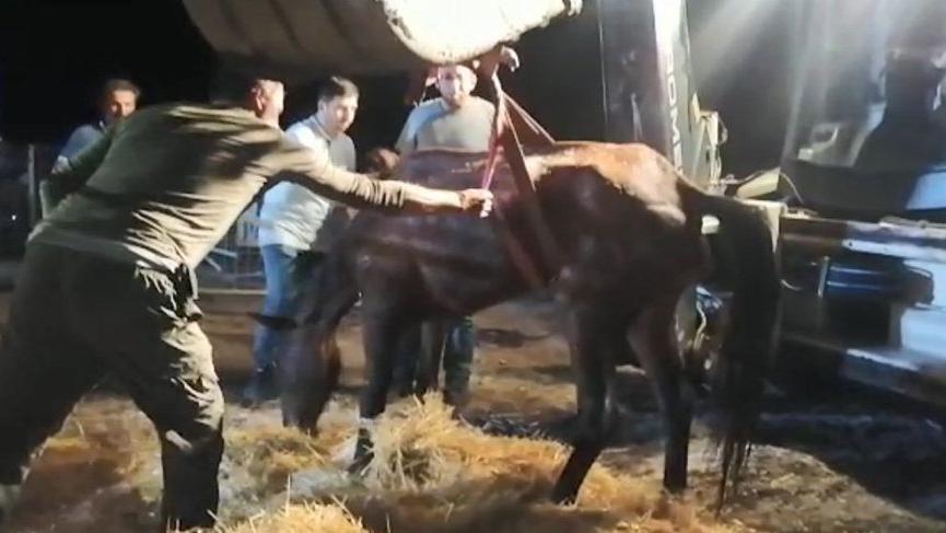 Hopa’da bir skandal daha! Atları yine ölüme terk ettiler!