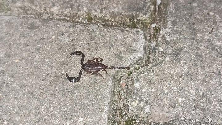 Mahalleyi zehirli akrep korkusu sardı
