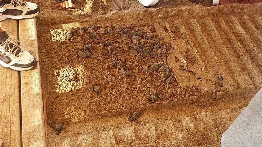 5 yıldızlı caretta tuzağı inadı