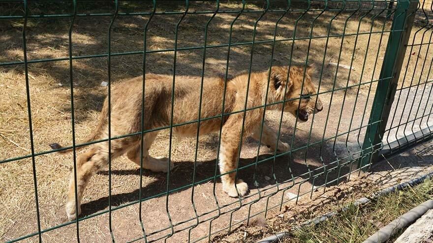Mahallede hayvanat bahçesi açıldı, mahalleli gazeteye ilan verdi