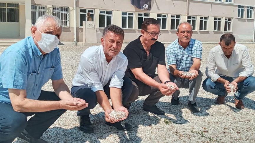 CHP’li Sarıbal: Çerezlik ayçiçeği fiyatı yüzde 50 düştü