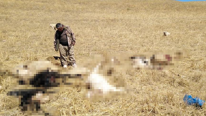 Kurtlar sürüye saldırdı, 30 küçükbaş öldü
