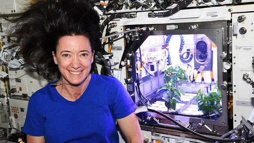NASA astronotunun yetiştirdiği biber fideleri çiçek açtı