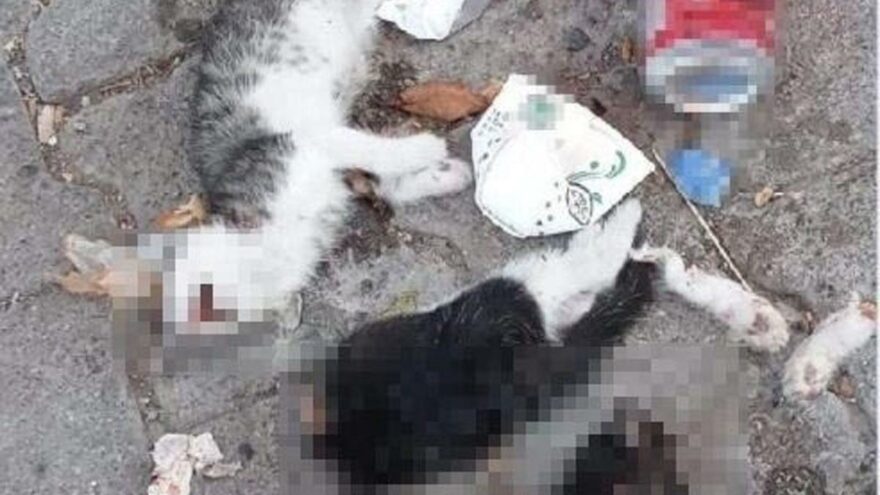 Giresun’da tüyler ürperten vahşet