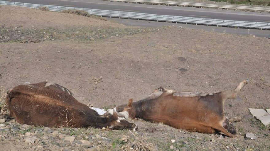 35’i öldü, 100’ünün karnı delindi! Kars’ta endişelendiren olay