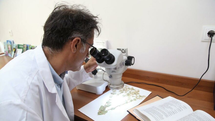 Sivas’ta yeni bitki türü keşfedildi, ismini profesörden aldı