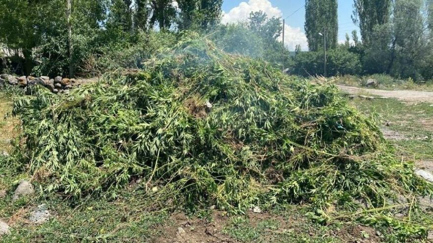 Kendiliğinden yetişen 10 bin kök kenevir imha edildi
