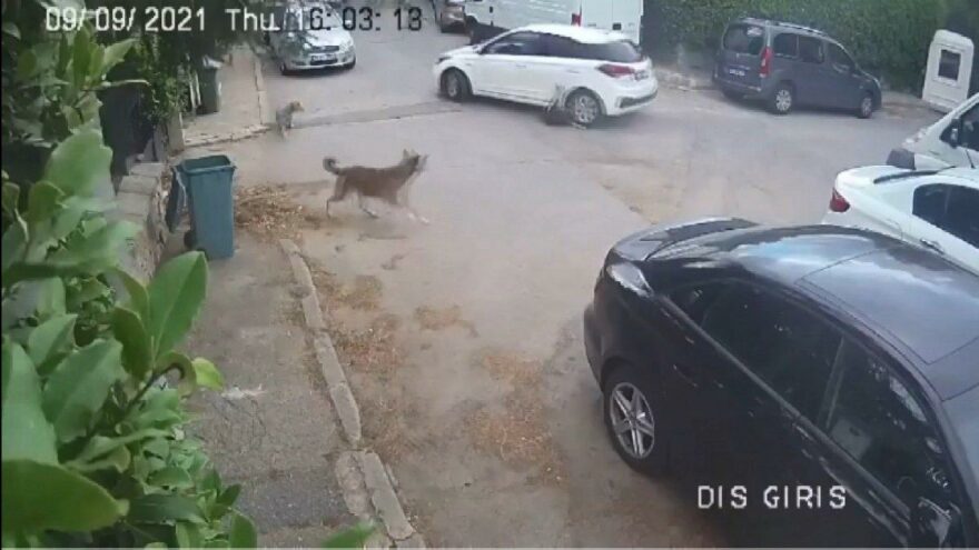 Otomobille yolda yatan köpeğin üzerinden geçti