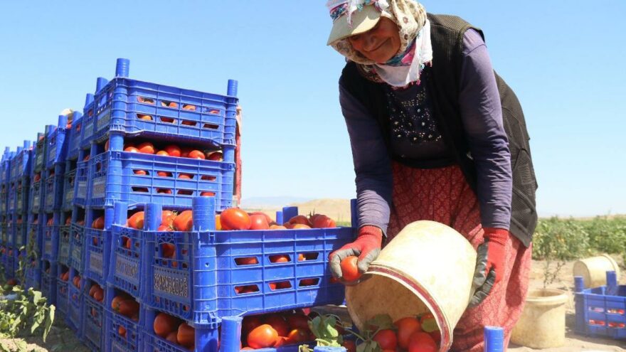 Çileyi çeken üretici, parayı kazanan aracı: Tarla ve market arasında 5 kat fark