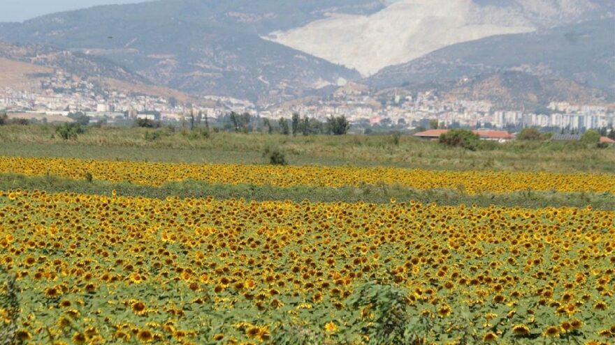 Her yıl beyaz olan ova kuraklık nedeniyle sarıya boyandı