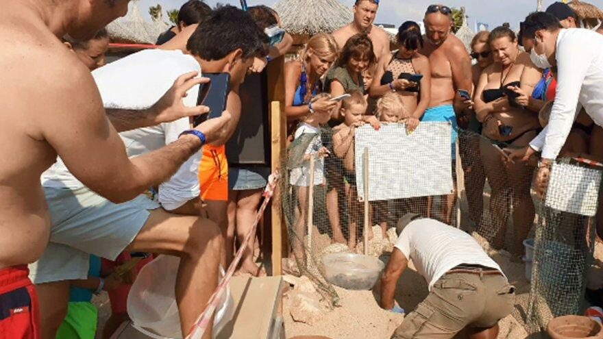 Onlarca caretta caretta yavrusu kurtarıldı