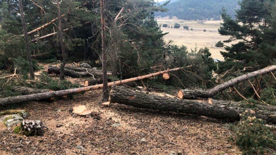 Ayman yaylasına taş ocağı için ağaç kesimi başladı: 1500 ağaç kesilecek
