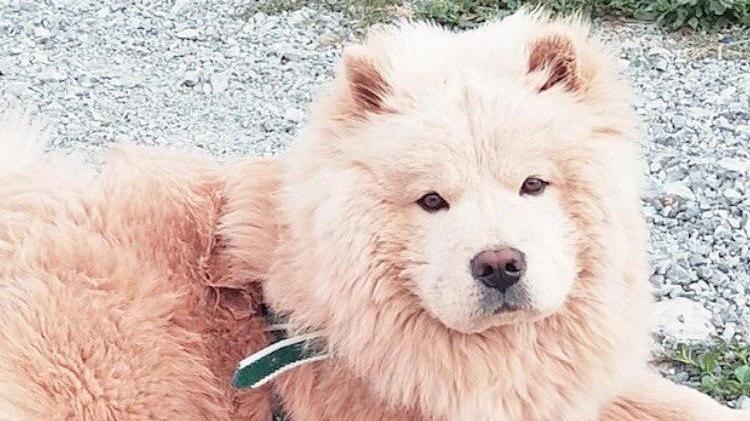 Kayıp muhtarı bulana 6 bin lira ödül verecek