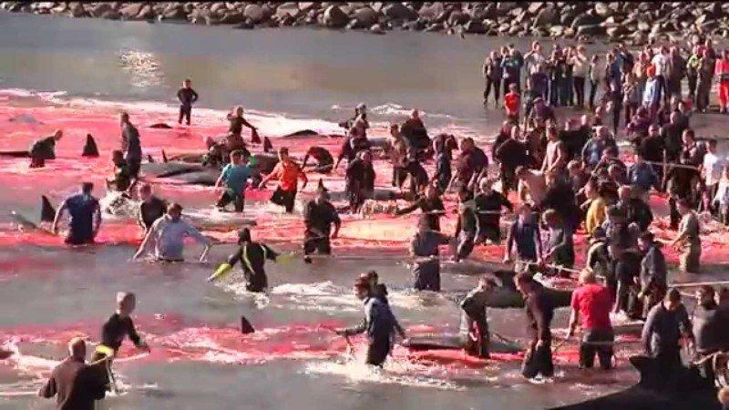 Tepki çeken görüntülere Faroe Adaları’ndan açıklama geldi