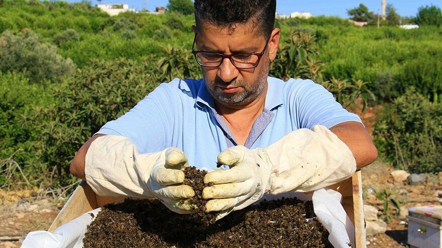 Yüz binlerce arı öldürüldü!