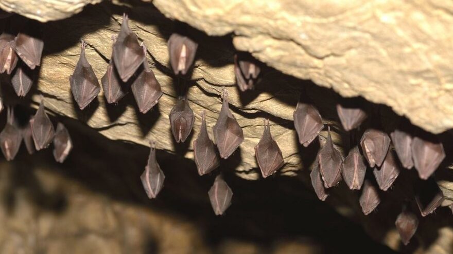 Bilim insanlarından korkutan keşif: Covid-19’un en yakın türü yarasa mağarasında bulundu