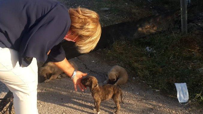 Ankara’da yol kenarına bırakılan 50 yavru köpekten 20’si telef oldu