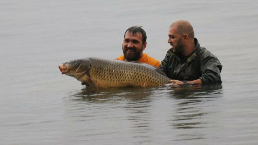 Sapanca Gölü’nde 23 kiloluk sazan yakaladı