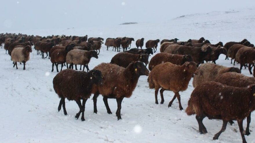 Doğuda kış başladı, koyun sürüsü tipiye yakalandı