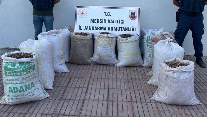 ‘Pes’ dedirten hırsızlık: Çam kozalağı tohumunu çaldılar