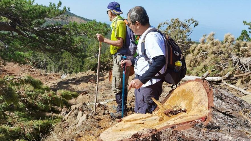 Muğla Sandras’taki ağaç kesimlerini çevreciler ortaya çıkardı
