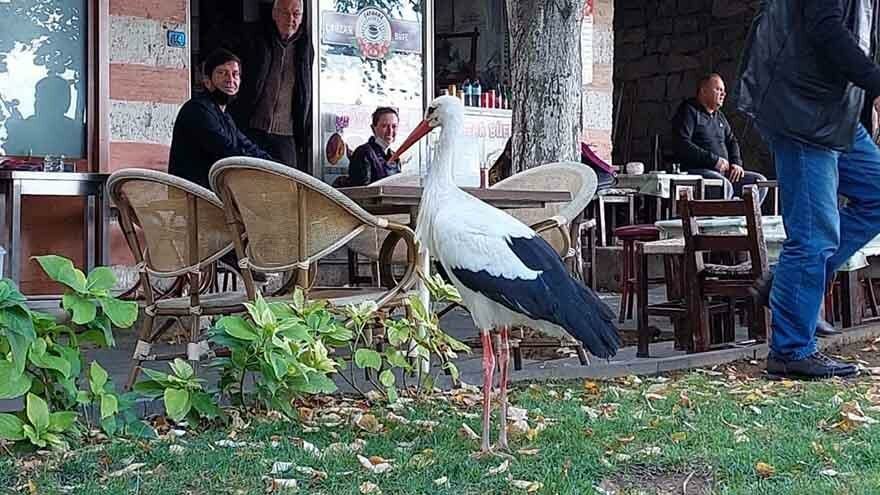 Sürüden ayrılan leylek esnafın maskotu oldu