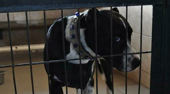 Sokak köpeğine saldıran pitbull sahiplerine 28 bin tl ceza